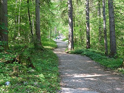Durch den schattigen Wald spazieren wir zum Einstieg des Klettersteigs