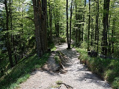 ... steigen wir bequem durch den schattigen Wald ab.