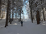 Langsam lichtet sich der Wald...