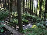 Durch den Wald...