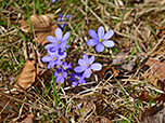 Leberblümchen kündigen den Frühling an