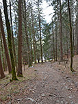 Durch dichten Bergwald...