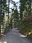 ...folgen wir dem Forstweg durch ein Waldstück...
