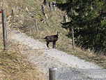 Gämse am Weg zur Feilalm