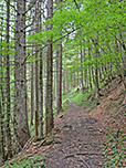 Der Waldweg bringt uns schießlich...