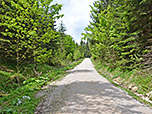 ...zu einem Forstweg