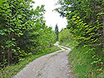 Durch lichten Bergwald...