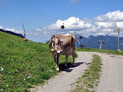 Gegenverkehr während des Abstiegs