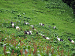 Ziegen grasen am Sattel