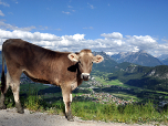 Eine Kuh modelt in der Sonne