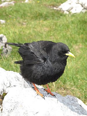 Die gefräßige Gesellschaft lauert schon