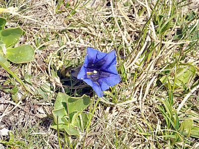 ... Clusius Enzianen und...