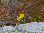 Farbtupfer in dieser kargen Landschaft
