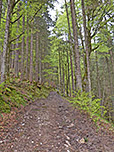 ...und folgen dem Waldweg deutlich steiler bergauf...