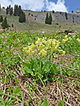 Schlüsselblumen
