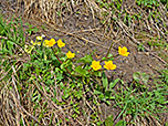 Sumpfdotterblumen