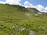 Wollgras am grasigen Hochplateau