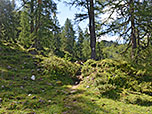 ...und gewinnen im lichten Bergwald...