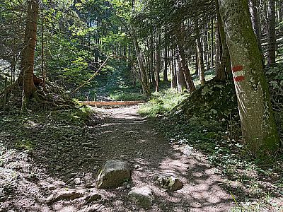 ...wandern wir wieder in den Bergwald hinein...