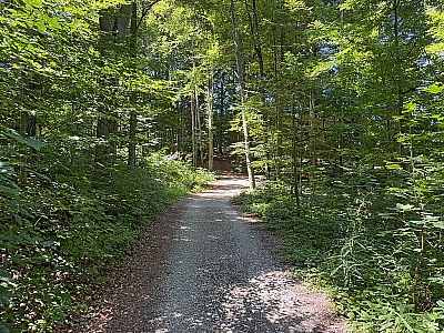 Wir wandern in den Bergwald hinein...