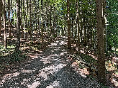 Weiter geht es durch schattigen Wald...