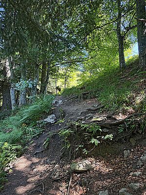 ...erreichen wir ein Waldstück...