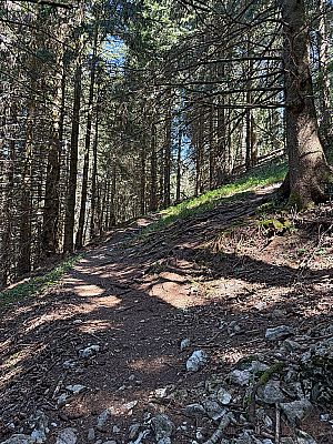 Im Wald halten wir uns kurz links...