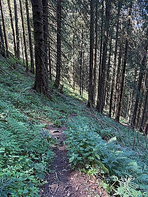 ...und folgen dem Waldpfad in nördlicher Grundrichtung bergab