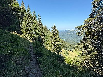 ...verlassen wir den Bergwald...
