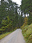 Durch schattigen Bergwald wandern wir hinauf...