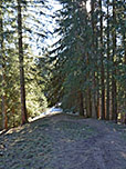 ...und im Anschluss wieder durch dichten Wald...