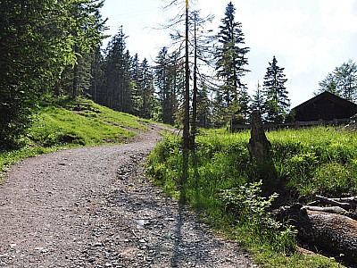 Hier verlassen wir die Forststraße endgültig