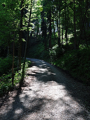 geht es weiter durch den Wald.