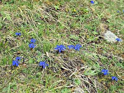 Frühlings-Enzian in der Sonne