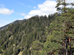 Der Hohe Ziegspitz, oberhalb der Baumwipfel