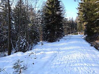 Hier verlassen wir nach links die Forststraße ... 