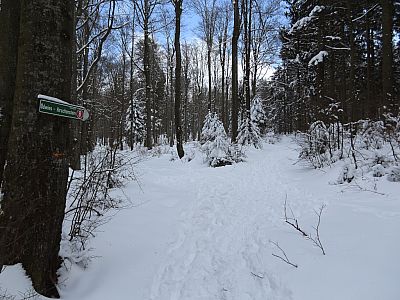Wir bleiben immer auf dem Weg Nummer 8 zum Hirschenstein
