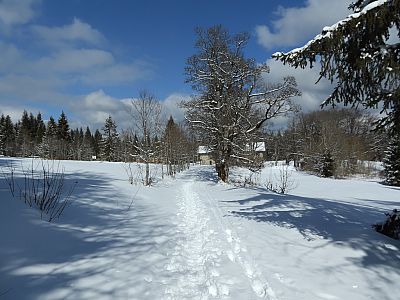 Die Lichtung Oedwies 