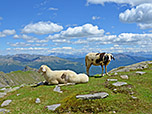 Schafe vor Dolomitenkulisse