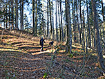 ...und schattigen Bergwald...