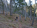 ...und folgen weiter dem Waldpfad Richtung Mitterhütte