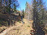 Der Wald lichtet sich...