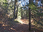 ...und tauchen wieder in den Bergwald ein