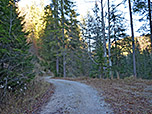 Wir gelangen zurück zum Forstweg, ...