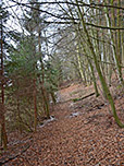Wir durchstreifen ein Waldstück...