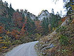 ...durch den Bergwald bergauf
