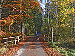 Wir spazieren in den Wald hinein...