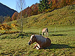 Siesta in der Morgensonne