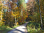 Im Anschluss wandern wir wiederum in den Wald hinein...