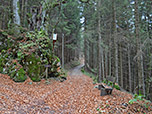 ...wieder in den Bergwald hinein